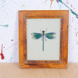 dragonfly-picture-1