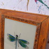 dragonfly-picture-2