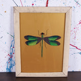 dragonfly-picture-3