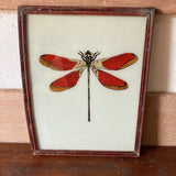 dragonfly-picture