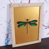 dragonfuly-picture-1