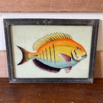fish-1