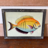 fish-1