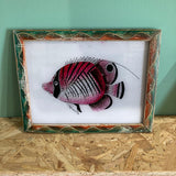 fish-picture-1
