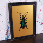 gold-beetle-picture-1