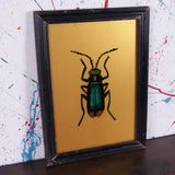 gold-beetle-picture-1