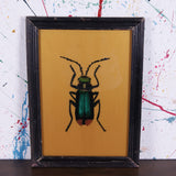 gold-beetle-picture-3