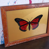 gold-butterfly-picture-2