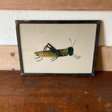Grasshopper and Beetle pictures