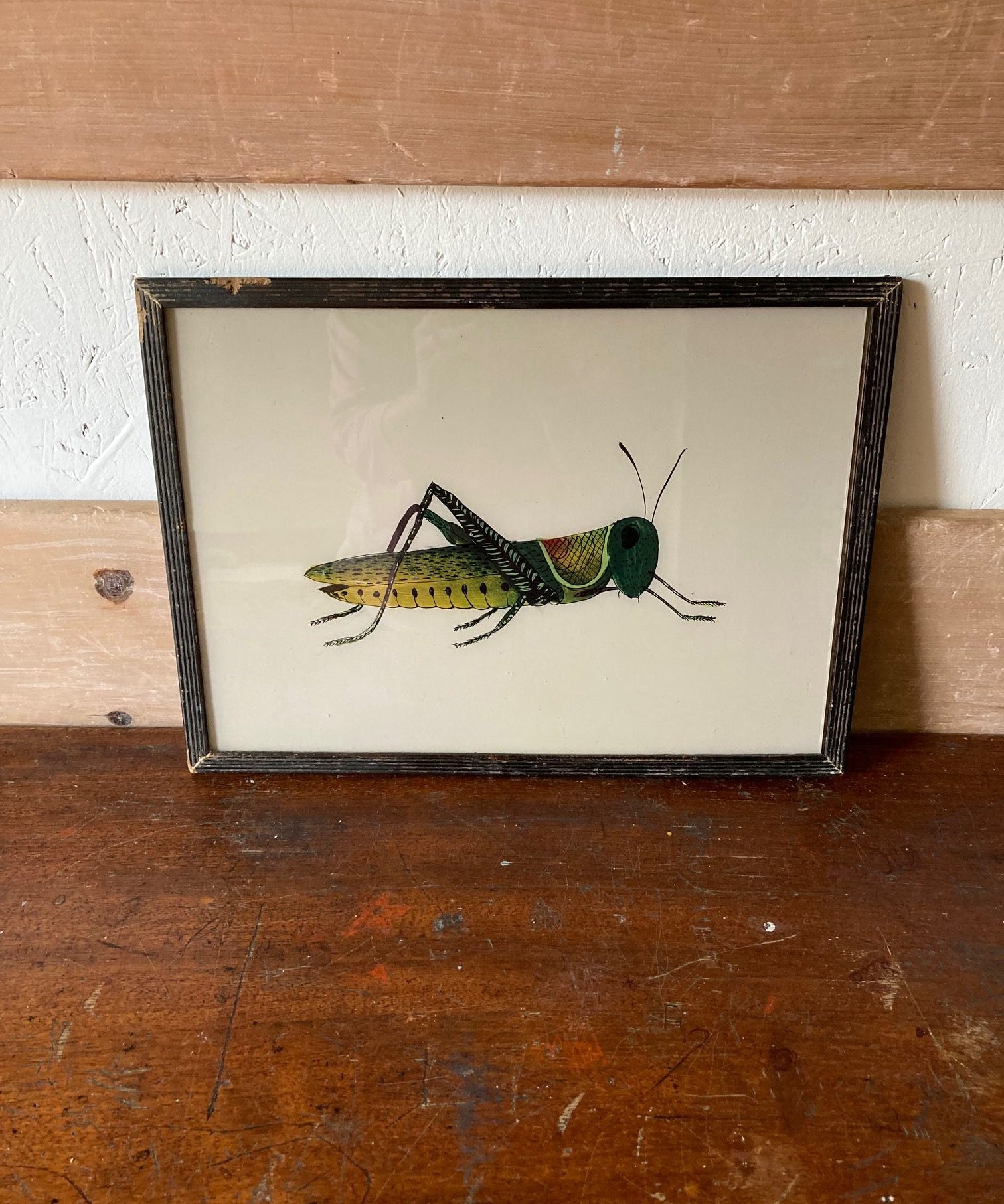 Grasshopper and Beetle pictures