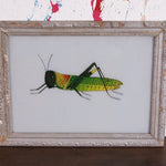 grasshopper-picture-1