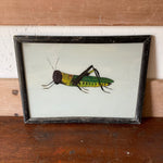 grasshopper-picture-2