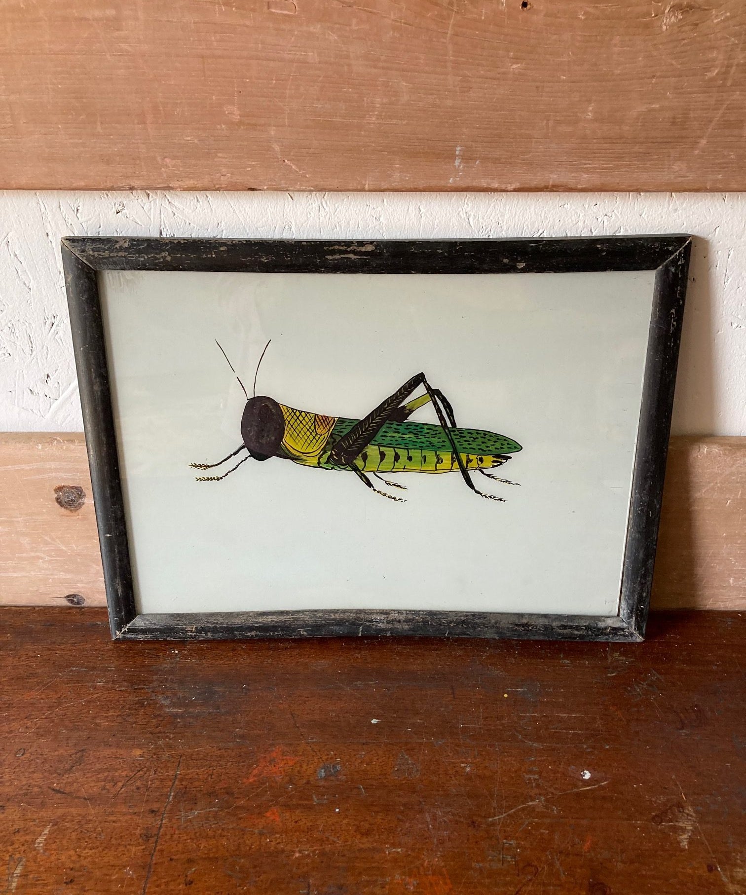 grasshopper-picture-2