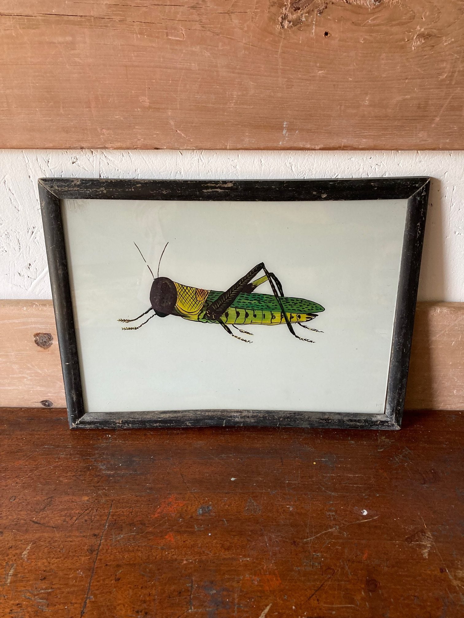 grasshopper-picture-2