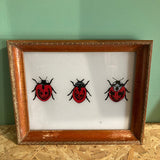 ladybird-picture