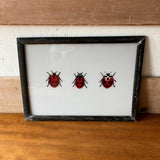 ladybirds-picture