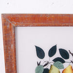 lemons-pears-picture-6