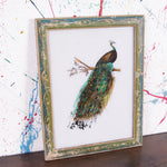 peacock-picture-1