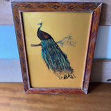 peacock-picture-2