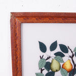 pears-lemons-picture-3