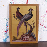 pheasants-picture-1