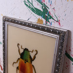 silver-beetle-picture-2