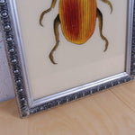 silver-beetle-picture-3
