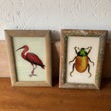 small-beetle-picture-1