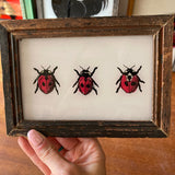 Small Ladybird Picture