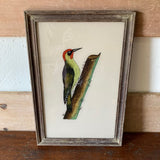 woodpecker-picture