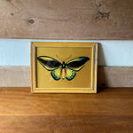 yellow-butterfly-1