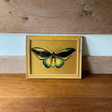 yellow-butterfly-1