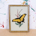 yellow-butterfly-picture-1