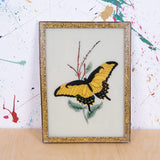 yellow-butterfly-picture-1
