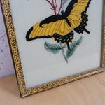 yellow-butterfly-picture-3