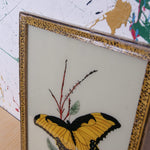 yellow-butterfuly-picture-2