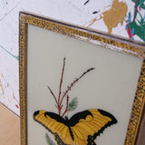 yellow-butterfuly-picture-2